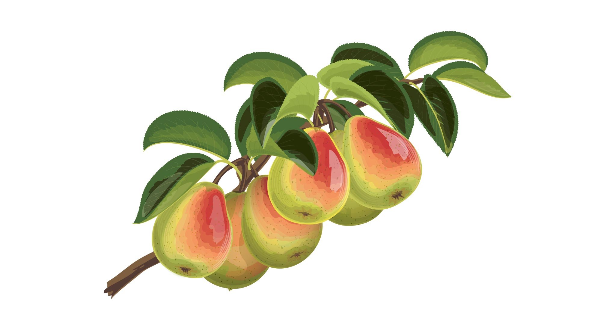 Blush-Pear-Branch.jpg