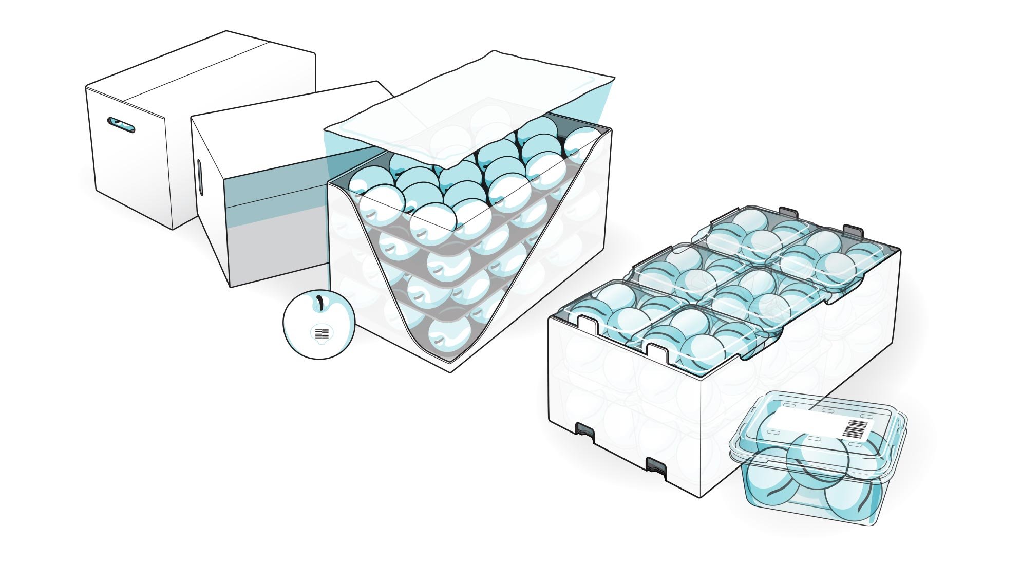 Fruit-Packaging-Diagram.jpg