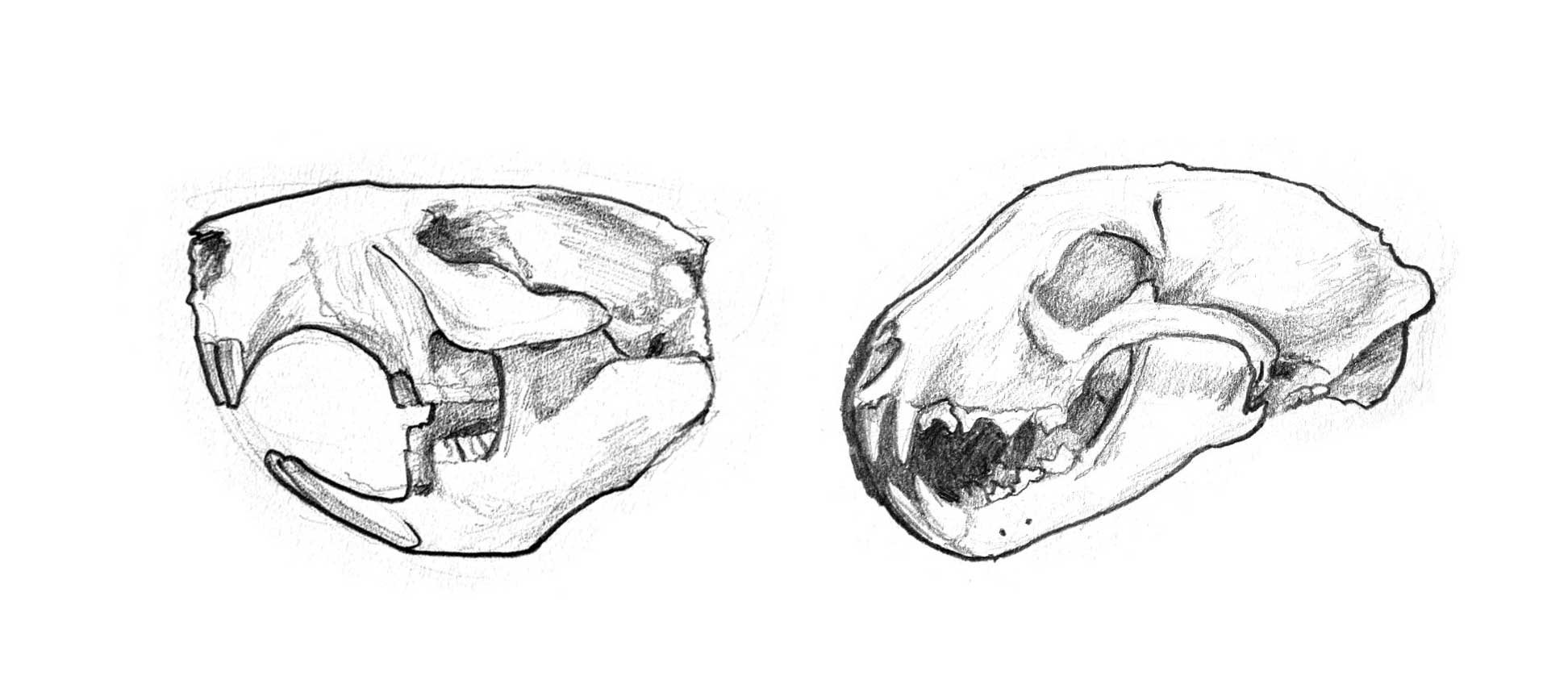 Beaver-Bear-Skull.jpg