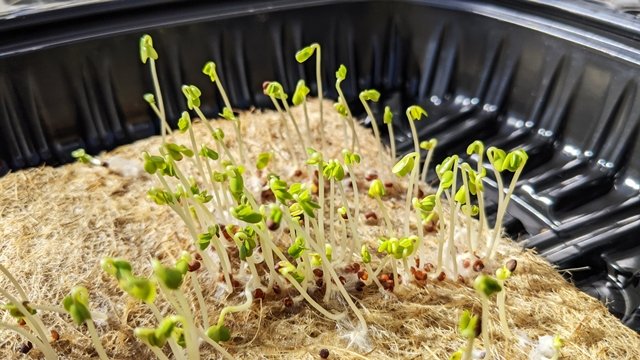April 2022 Seed Sprouting