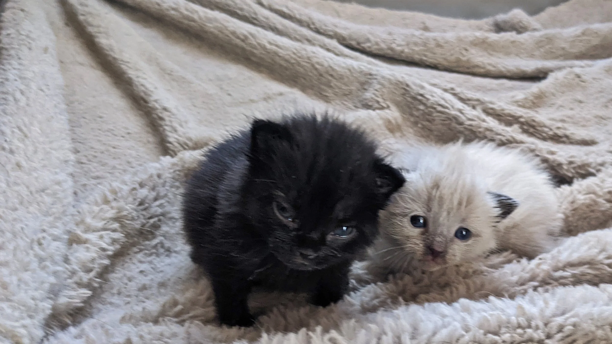 Spellcrafting with Macy