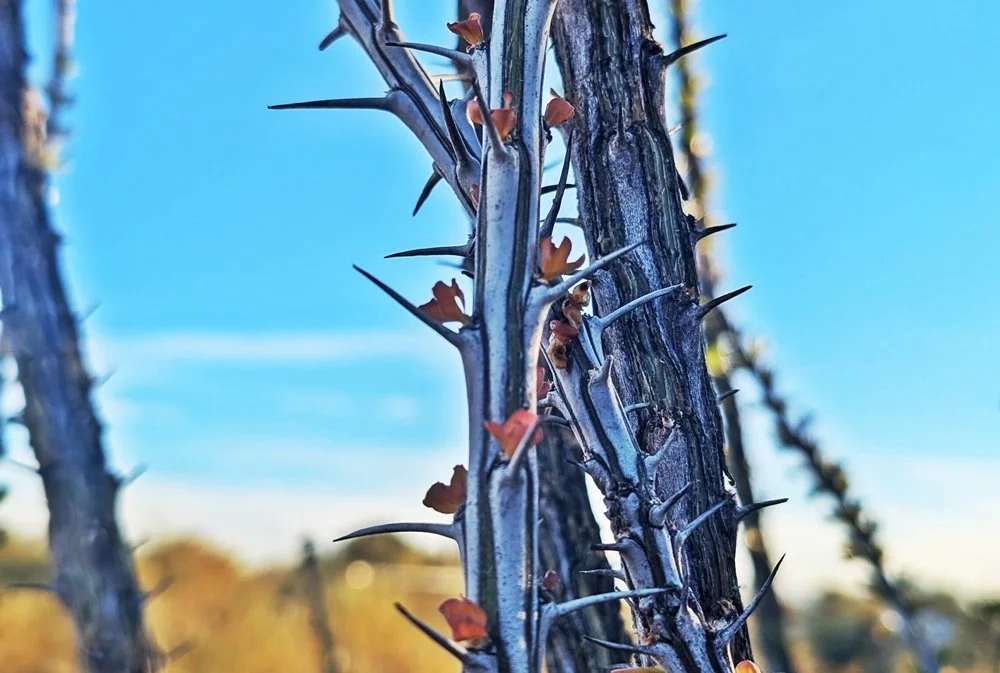 January 2025 Witch Whisk