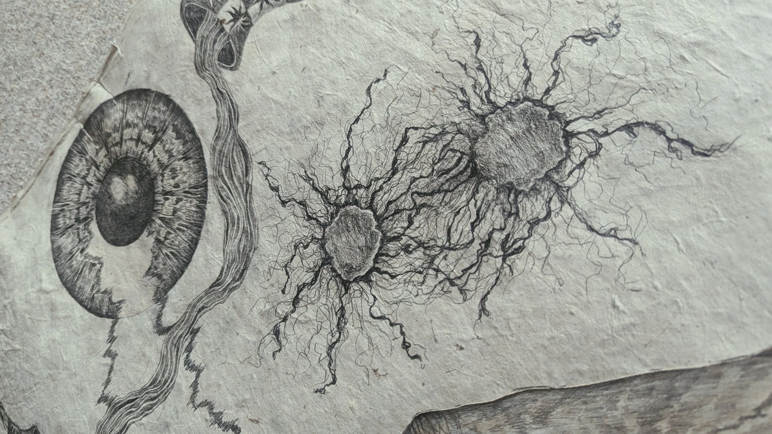 Schwarz-weiße Zeichnung von zwei Nervenzellen oder Neuronen auf Papier, mit detaillierten Dendriten und Zellkörpern, sowie einer angedeuteten Augenlinie im linken Teil der Illustration.