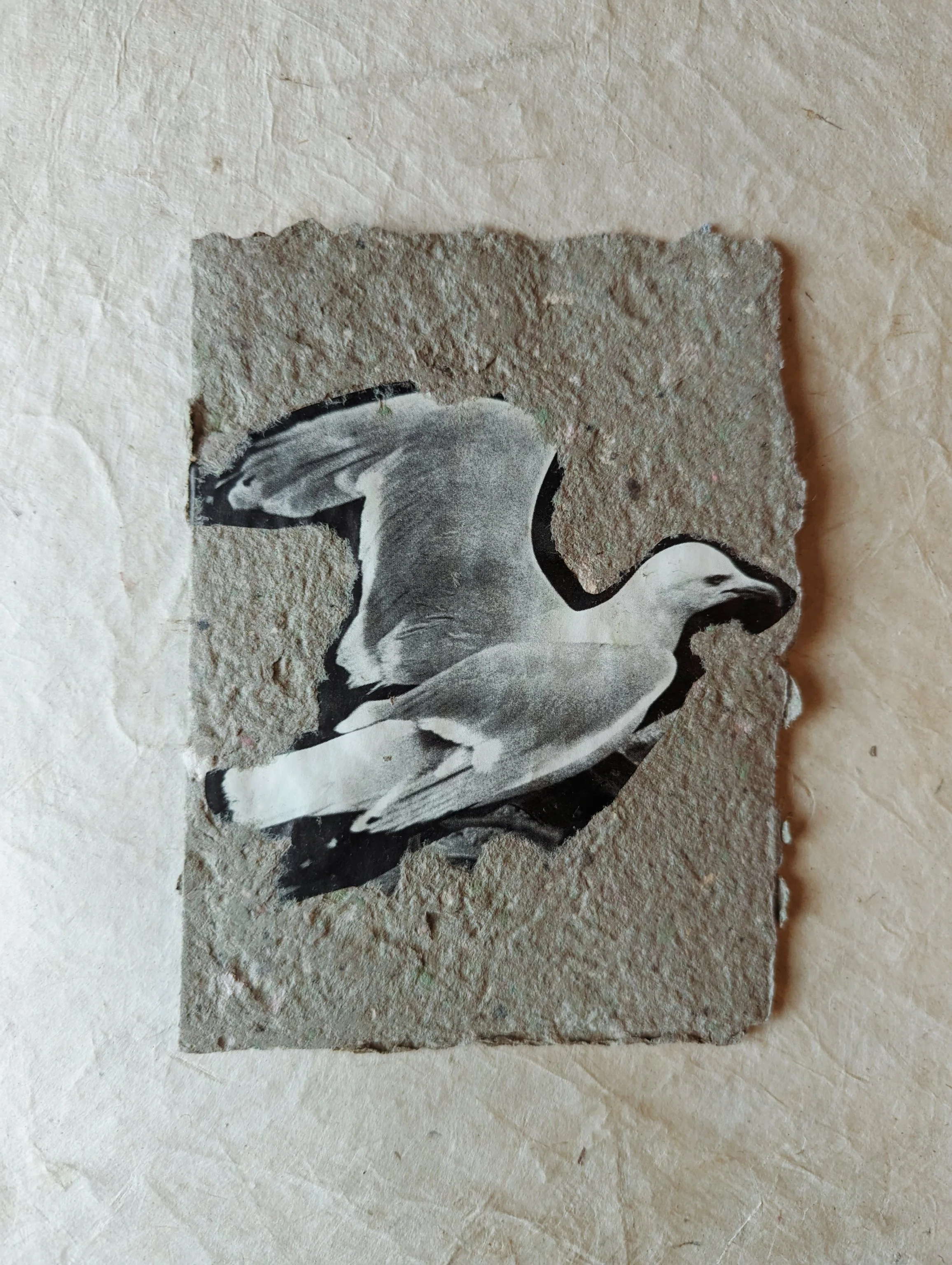 Schwarz-weiß-Tagesfoto eines Vogels, der durch eine Riss in der Wand schaut.