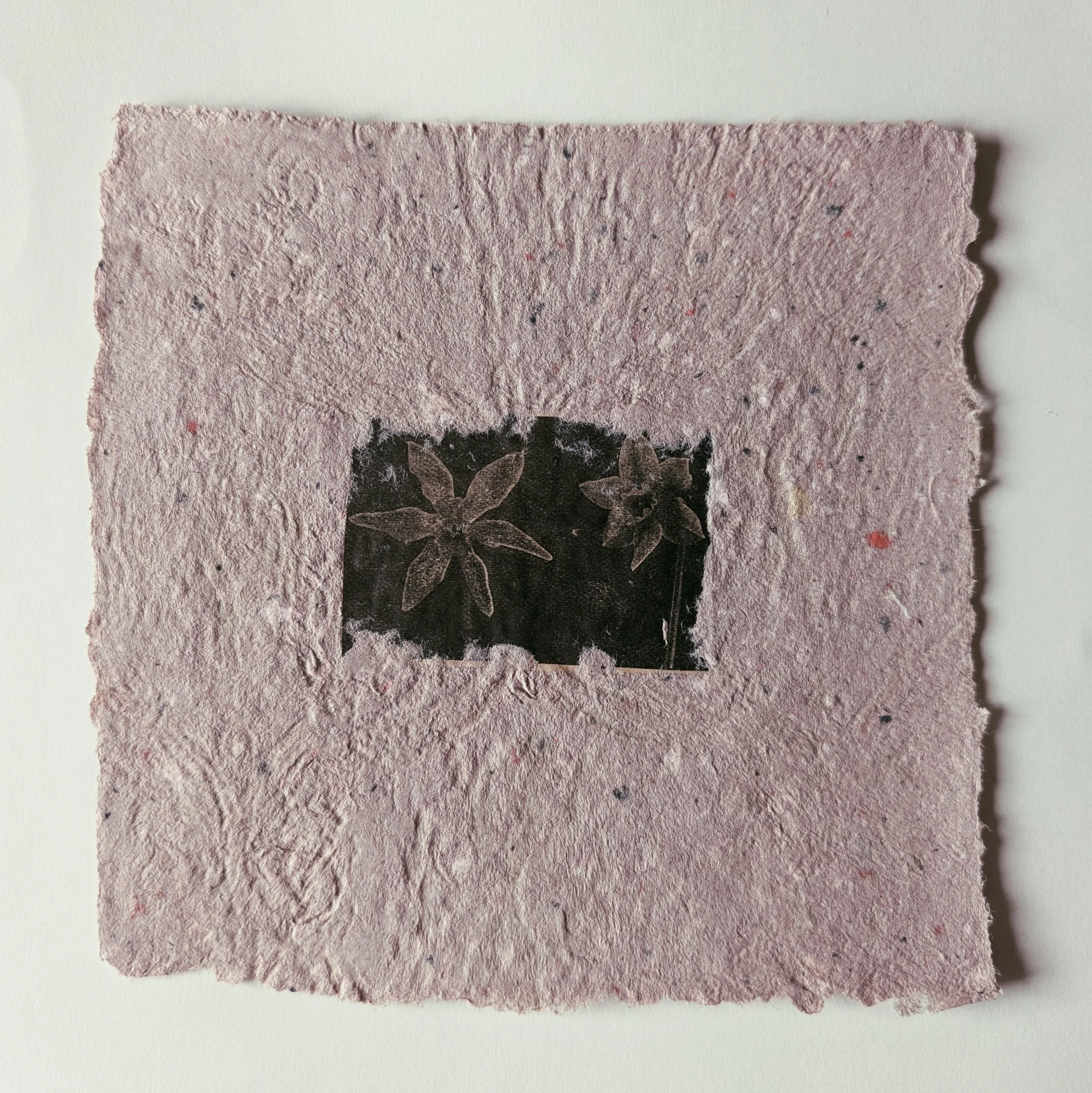 Schwarzweiß-Foto von zwei Pflanzen mit fünf Blättern auf dunklem Hintergrund, auf einem rauen, pinkfarbenen Papier.
