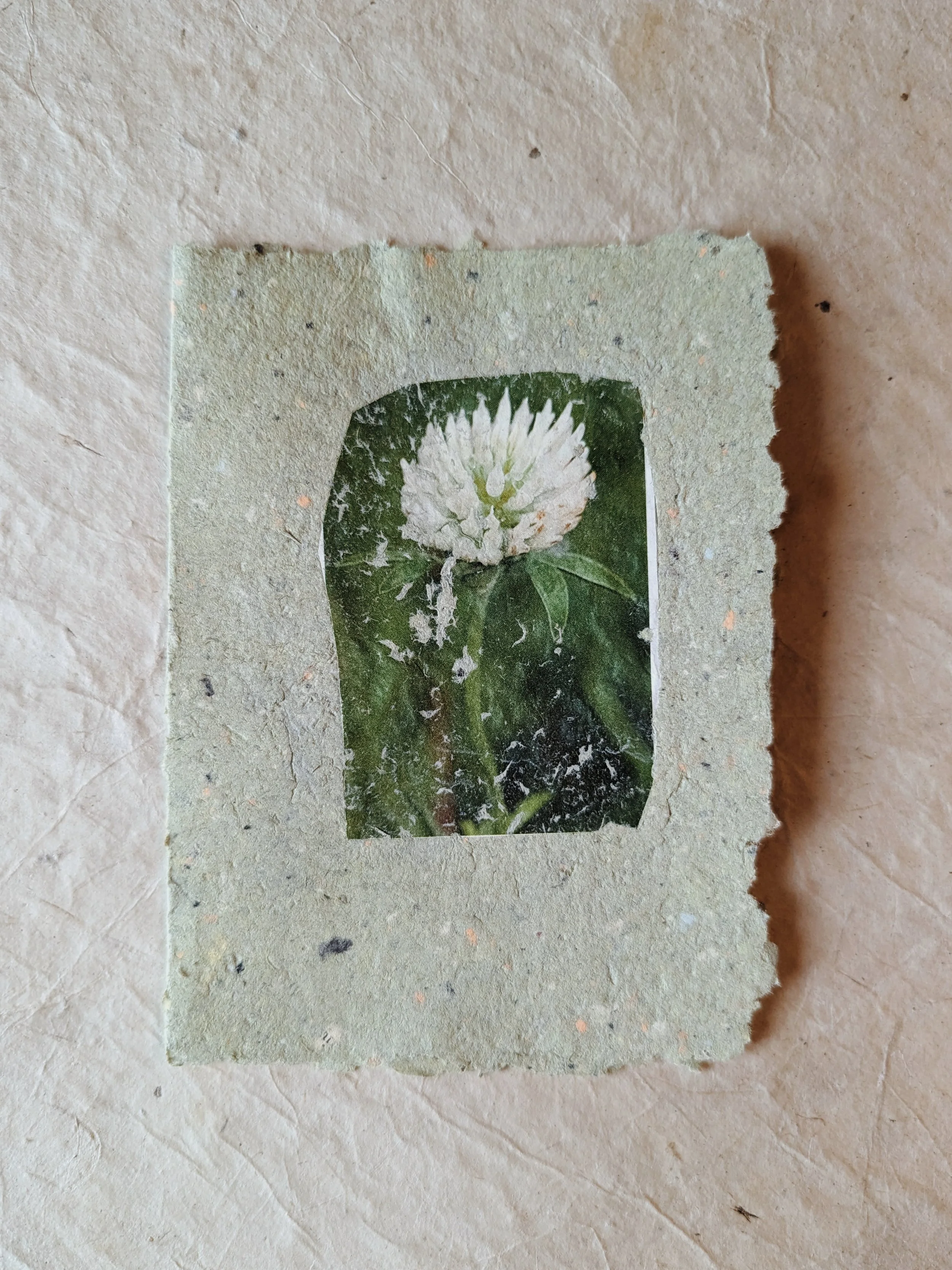 Alterierter Fotostreifen mit einer weißen Blume auf grüner Pflanze, auf Karton