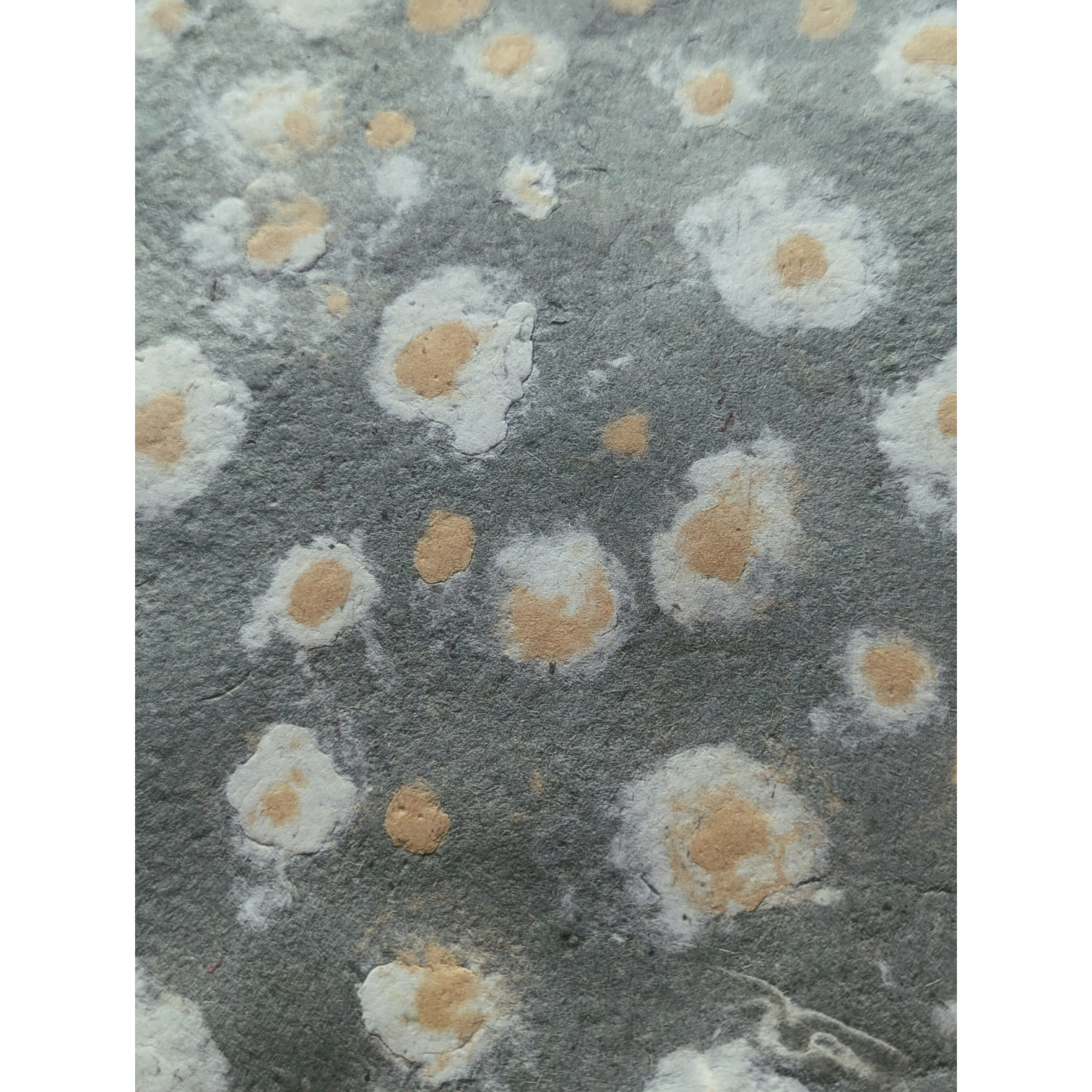 Photoroom-20251209_130326222 (2).png