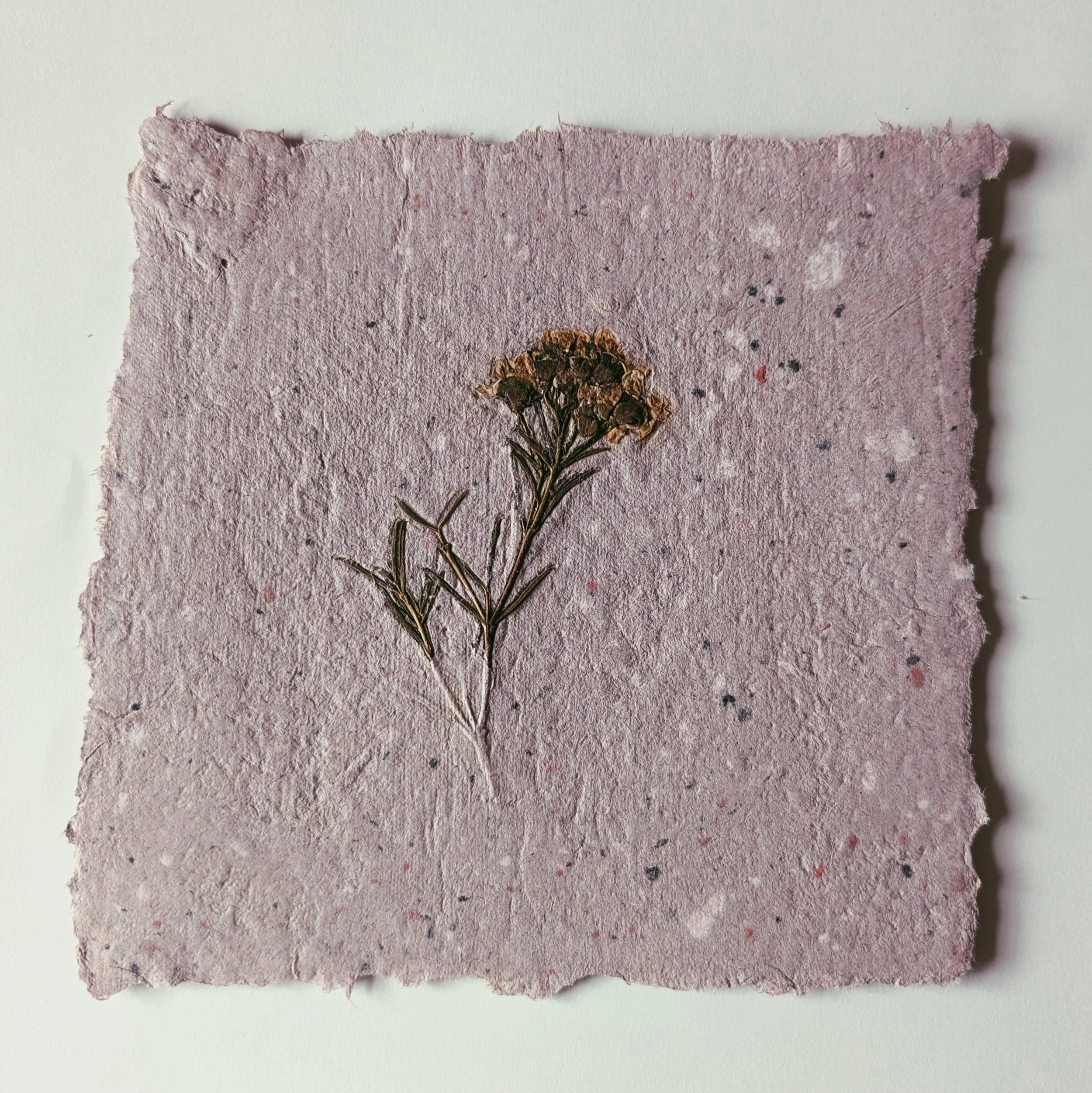 Getrocknete Pflanze auf specksteinartigem, rosafarbenem Papier