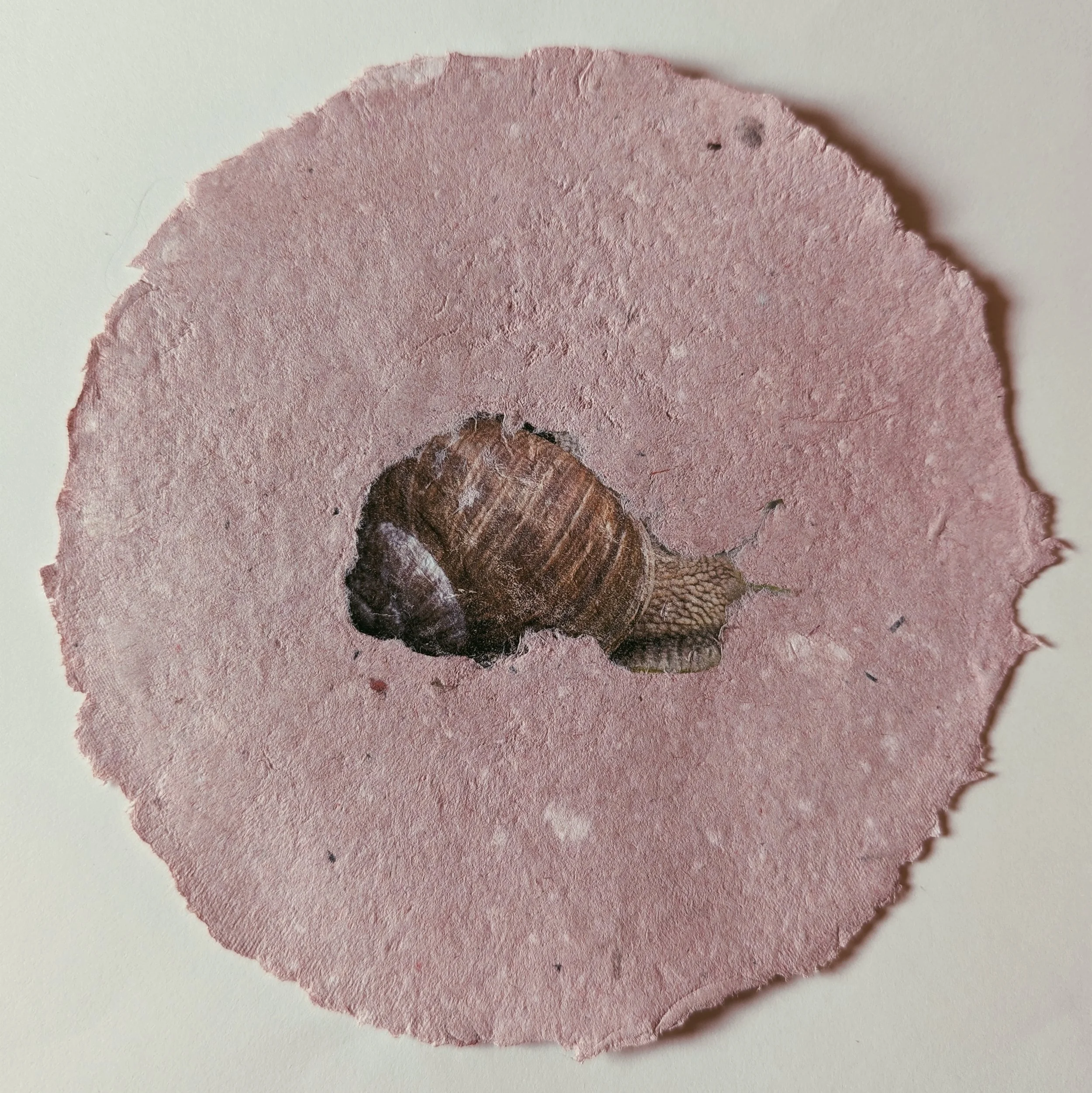 Ein brauner Schnecke auf einem rosa Papier mit unregelmäßigem Rand.