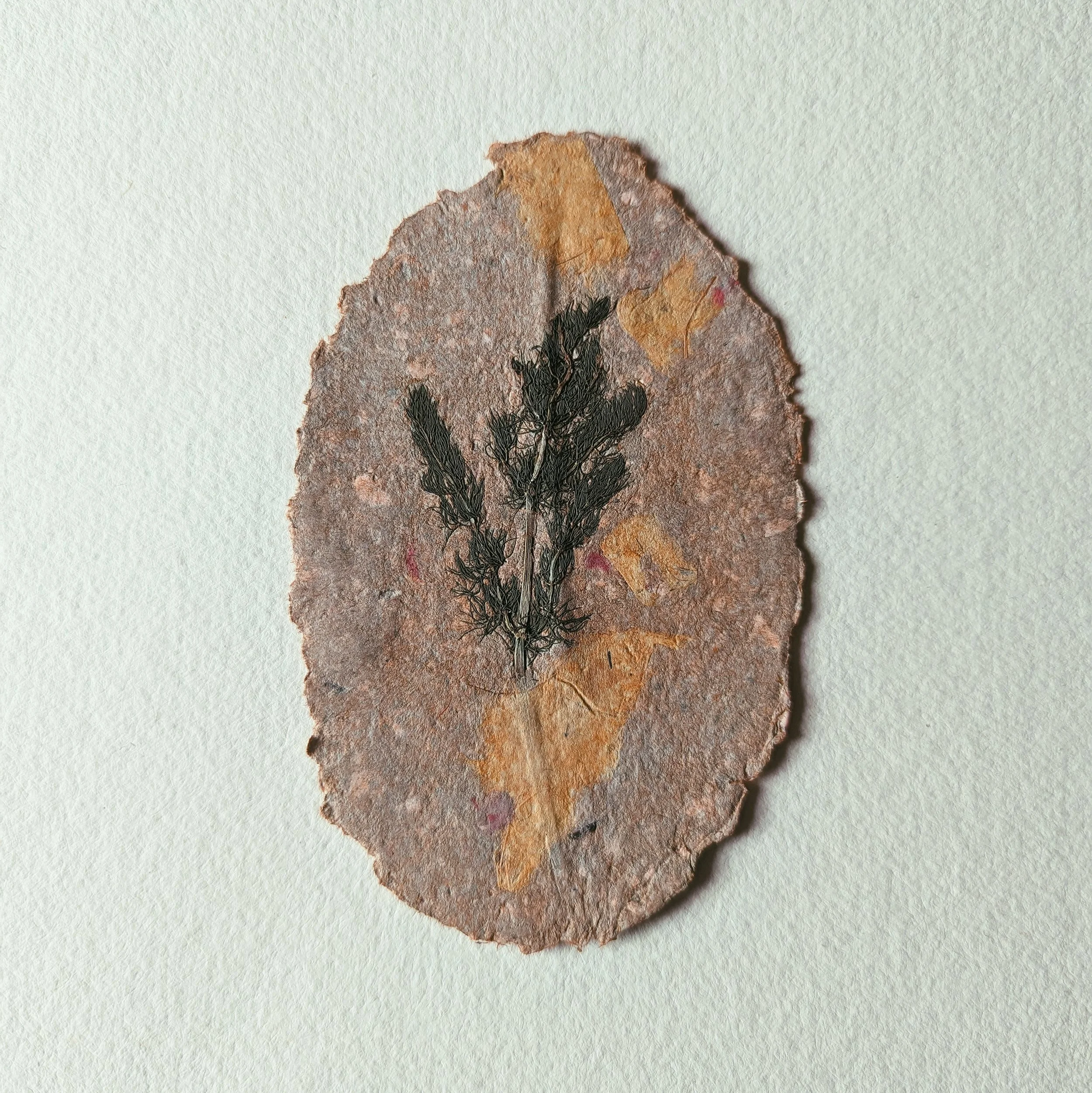 Ein getrocknetes Blatt mit einer schwarzen Pflanze, eingeklebt auf einem braunen, unregelmäßig geformten Papierstück vor einem hellgrauen Hintergrund.
