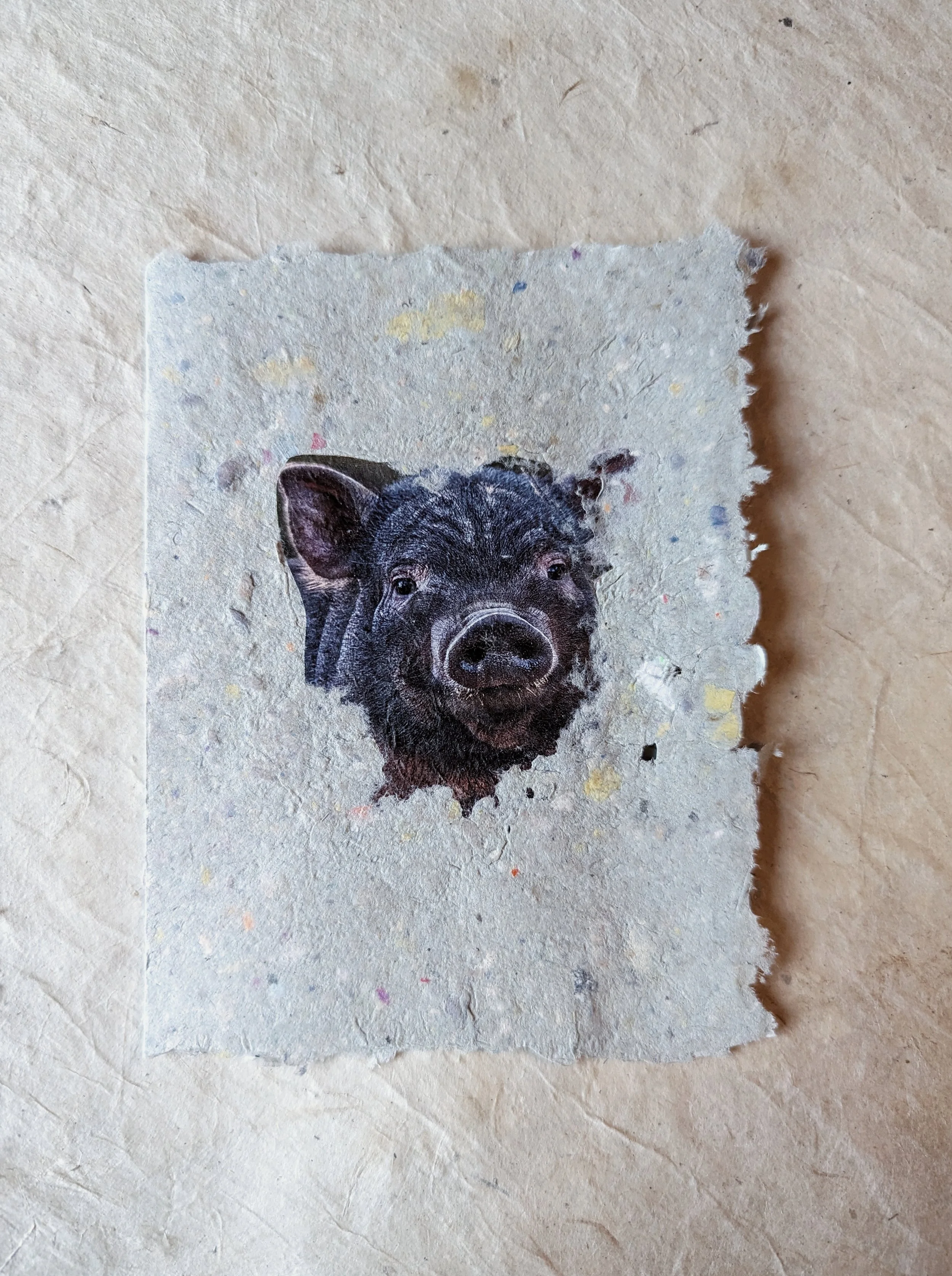 A painted portrait of a piglet on torn paper with specks of color.