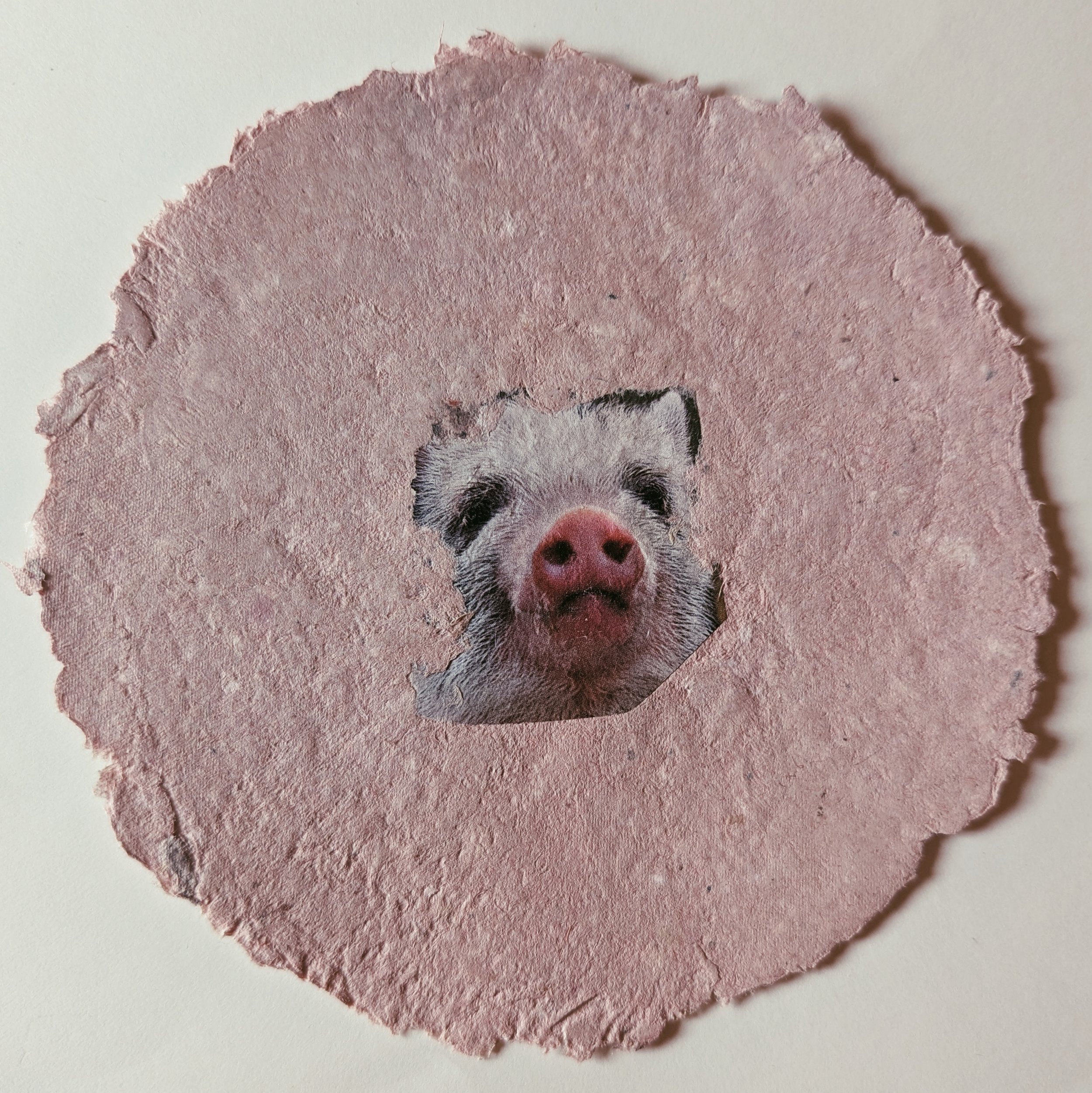 Eine rosa, zerfetzte Papierscheibe mit einem Foto eines Schweins in der Mitte.