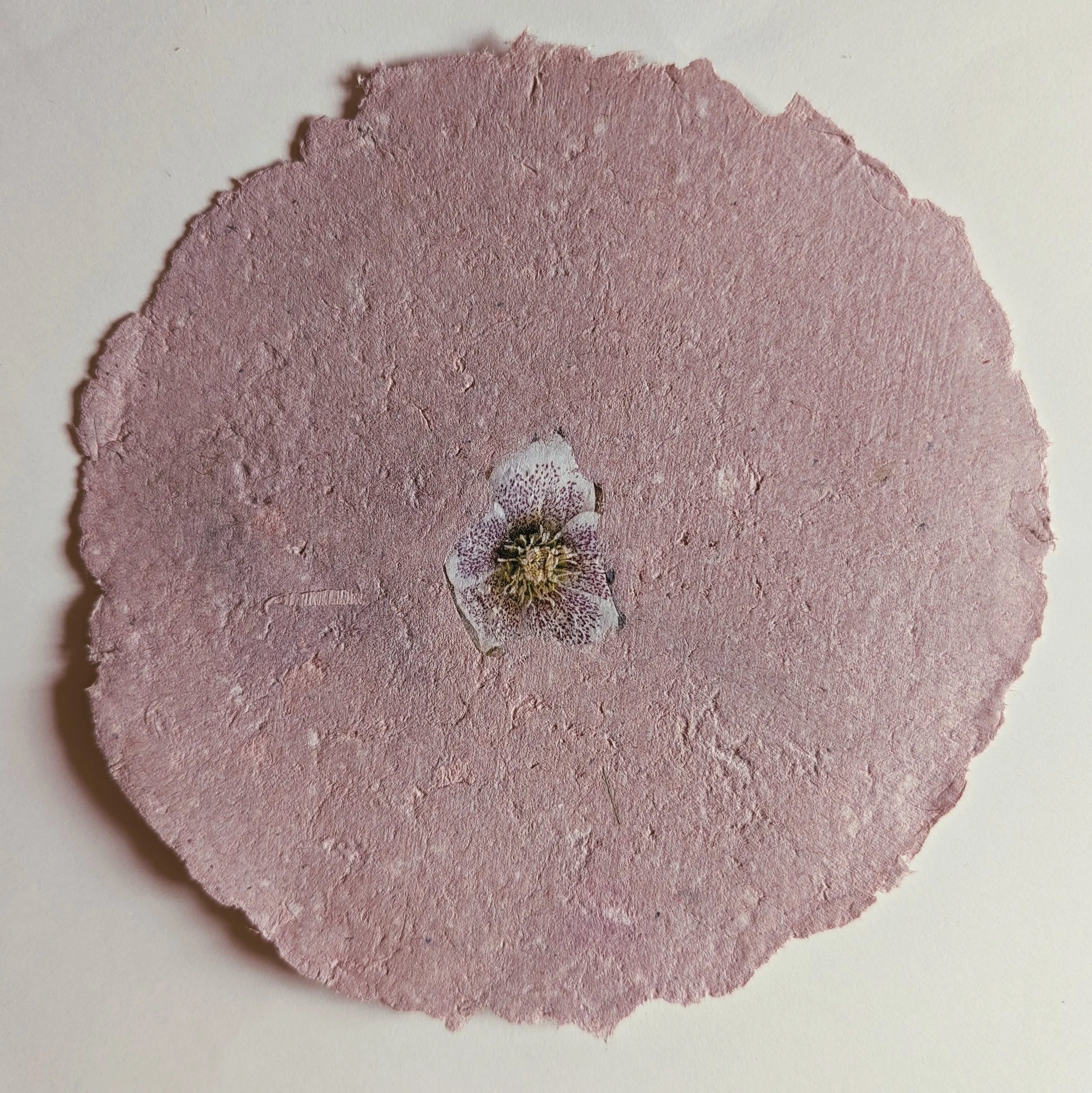 Runde, rosafarbene Papierscheibe mit einer kleinen, weißen Blumenabbildung in der Mitte.