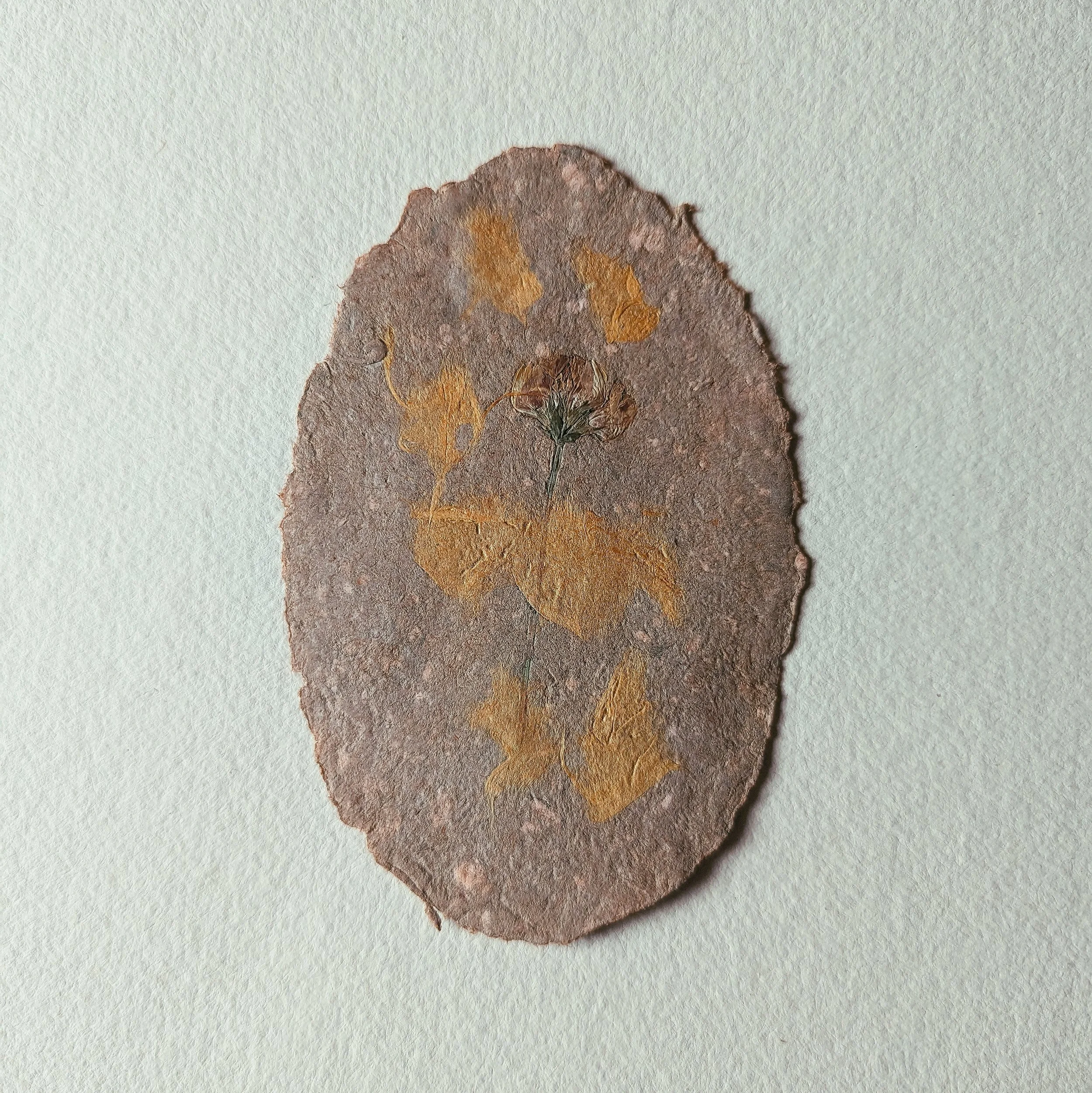 Getrocknete Pflanze auf einem ovalen, braunen Papier mit abblätternder Oberfläche