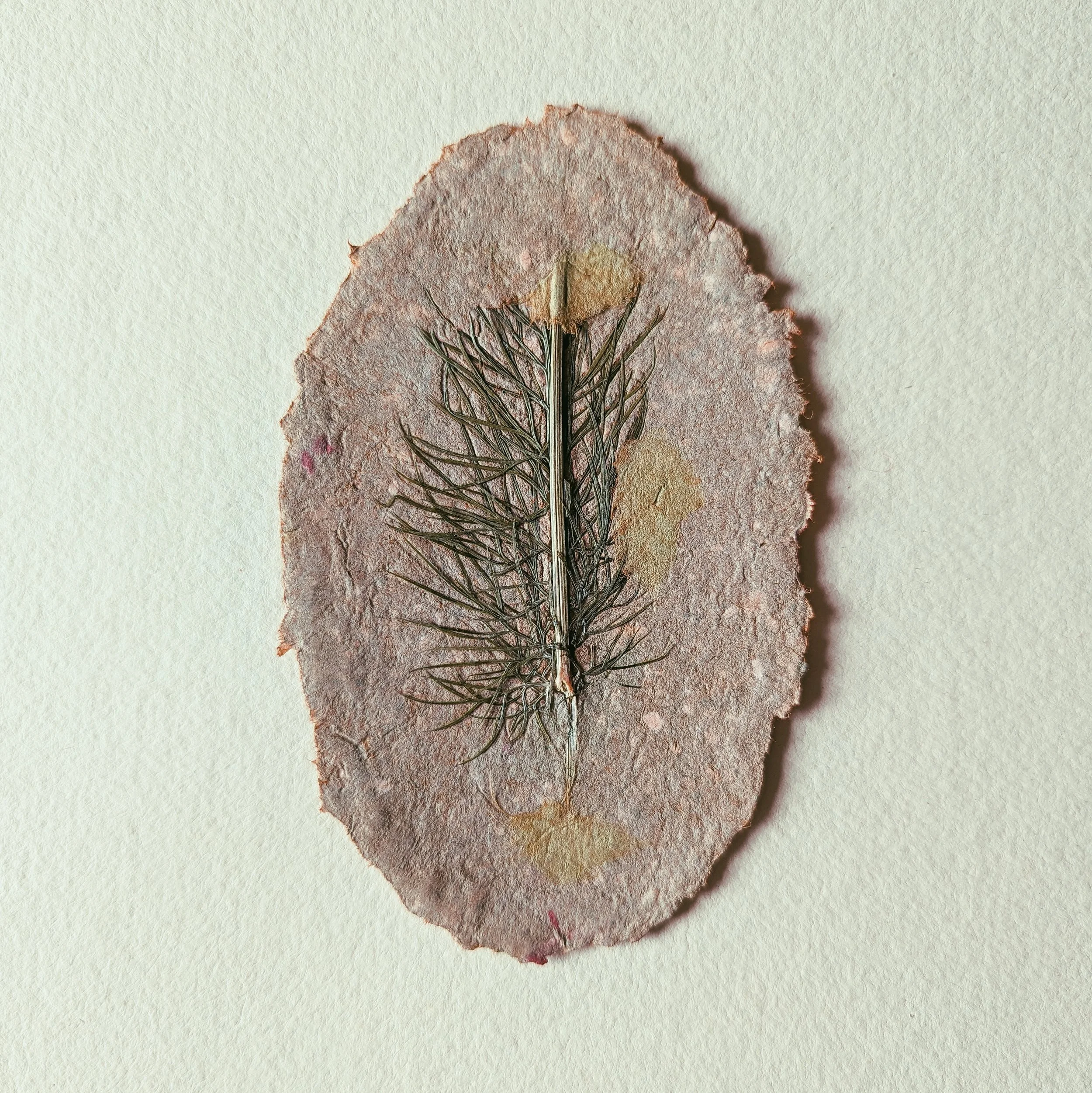 Getrocknetes Pflanzenfragment auf einem Papierteil