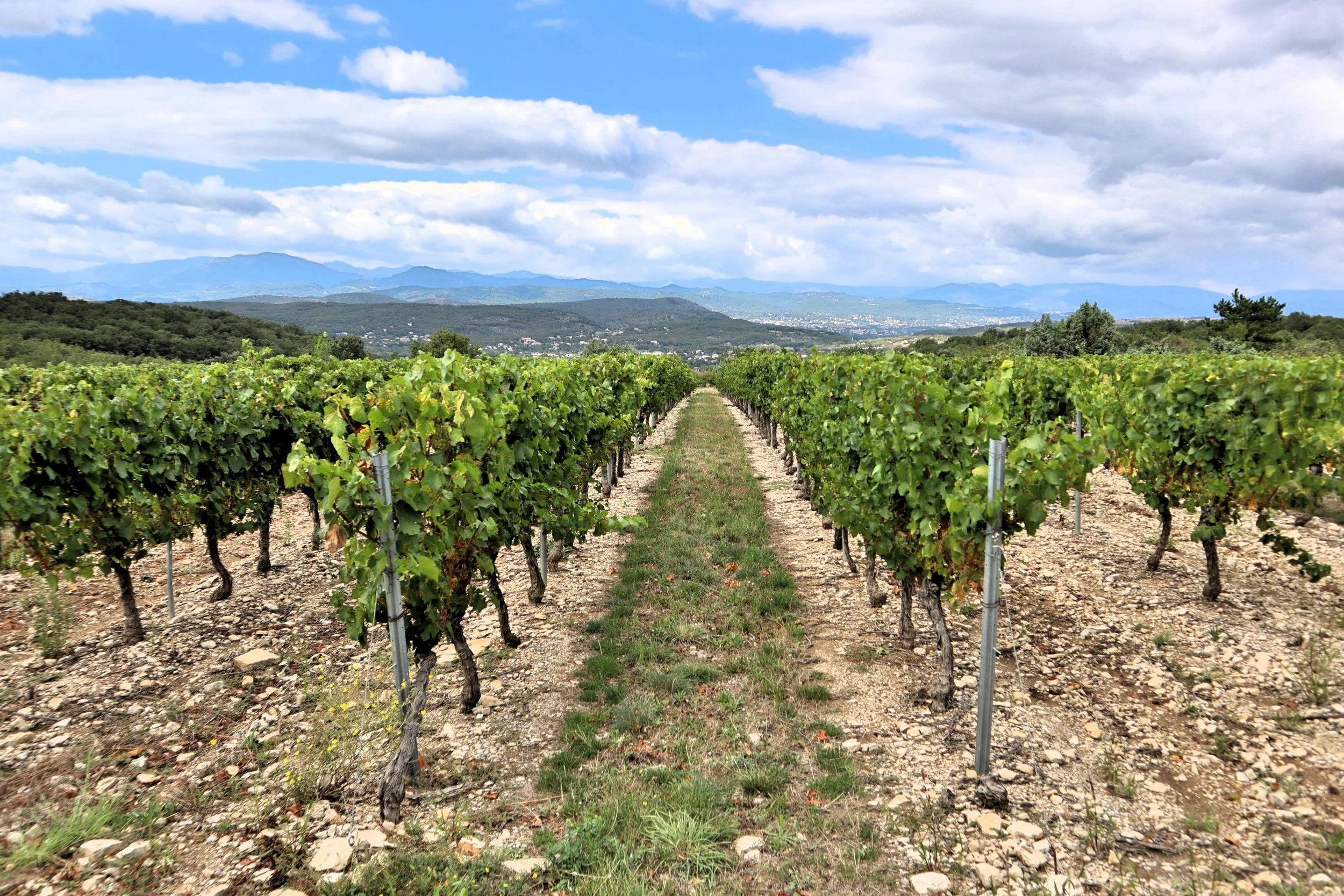 Why So Many Winery QuickBooks Files Are a Mess