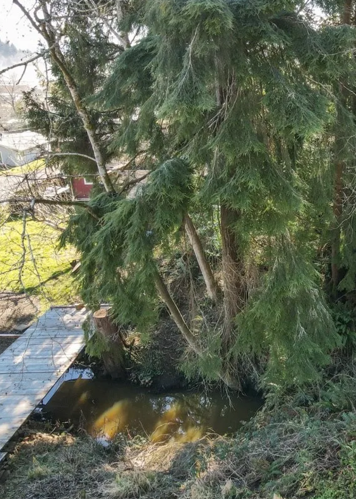 A tree with drooping branches over a small pond with murky water, adjacent to a wooden dock or deck in a natural outdoor setting.