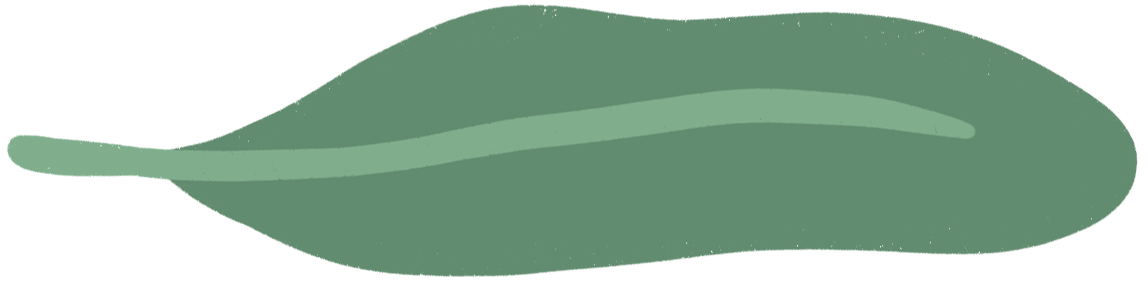 Close-up of a large green leaf with a prominent central vein.