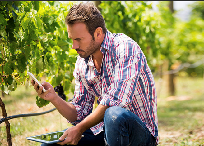 The Modern Challenges of Winemaking: A New Era of Vintners