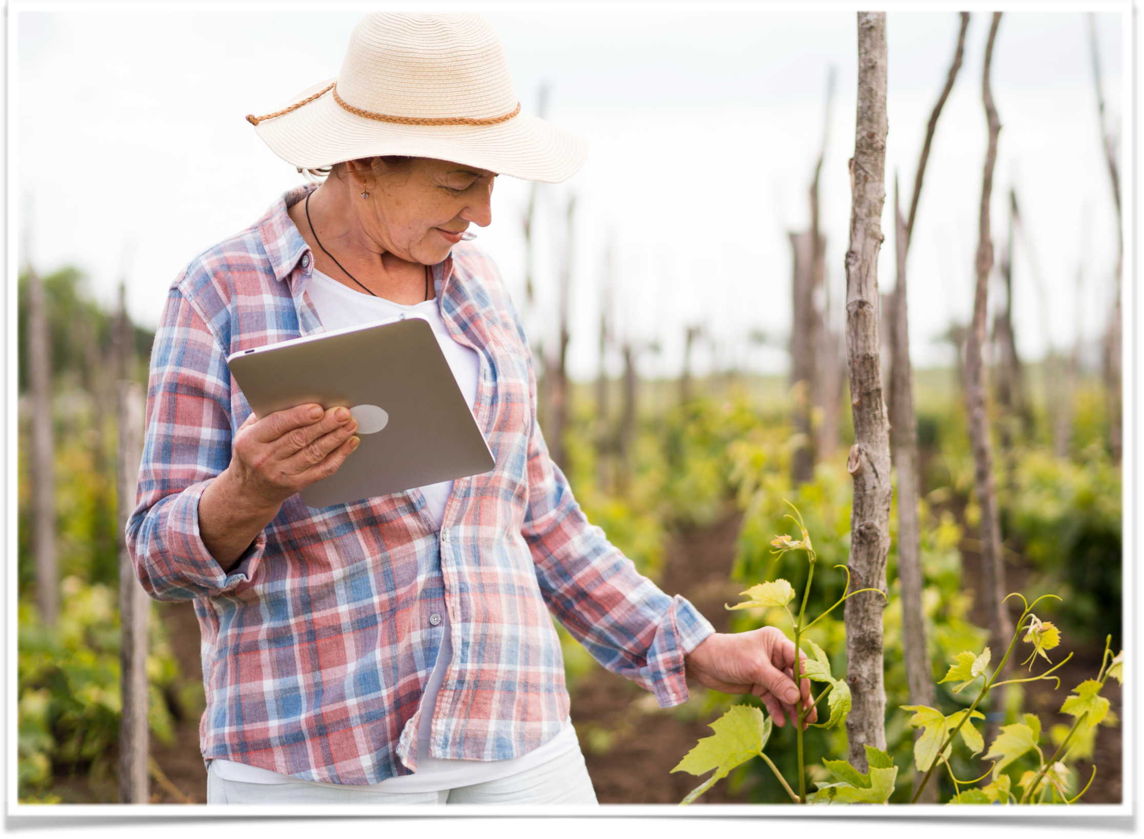 Transforming Vineyards with Technology