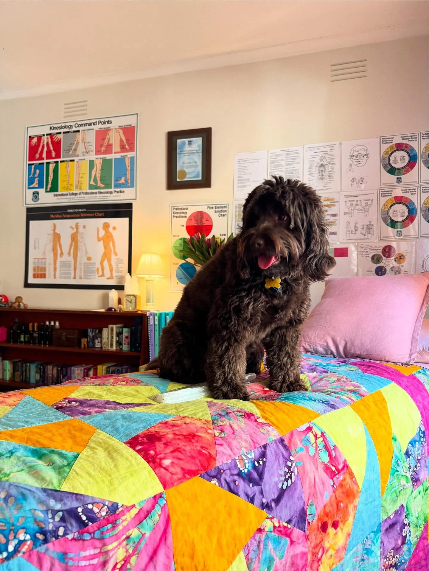 Did you know that you can do kinesiology on animals? Recently Lottie had been having nightmares  for a few days in a row, so she got a kinesiology session!

Turns out she was a bit overwhelmed, once we cleared and remedied that she slept through the 