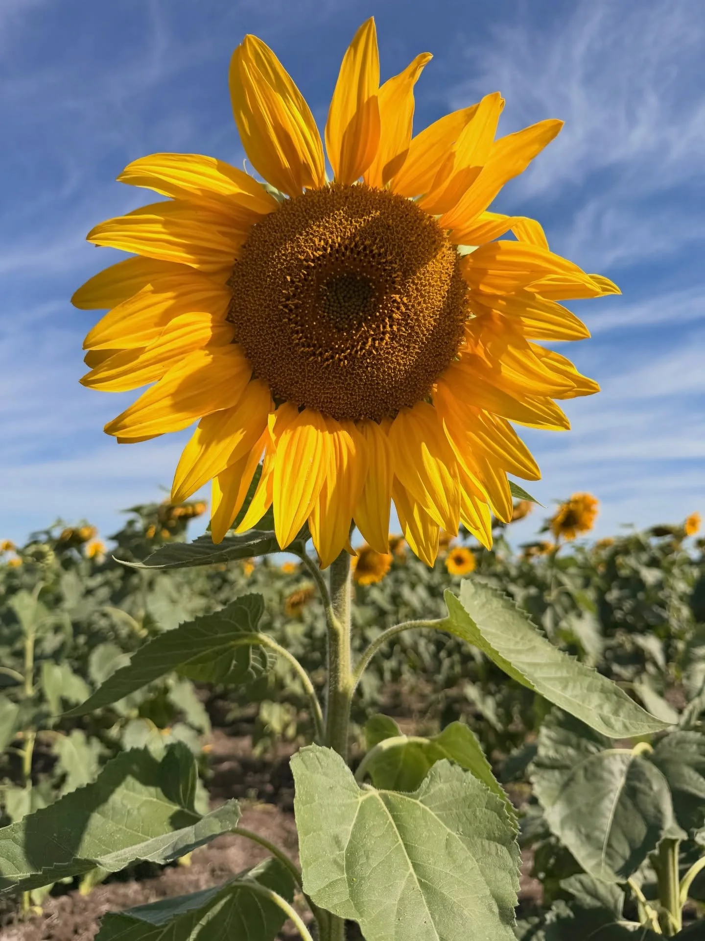 My business name and logo were selected very intentionally. When you choose a name for something, energetic all your calling in that frequency and anything that is not of that frequency will be brought up to be healed and let go. For me joyful alignm