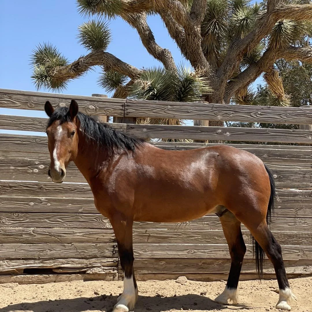 Lifesavers Wild Horse Rescue