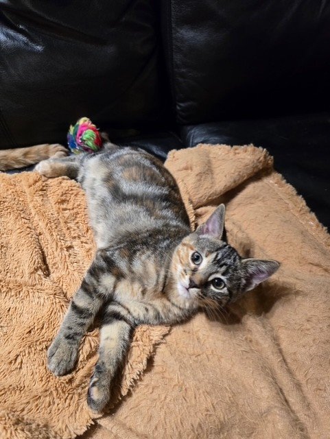 mochi.jpg