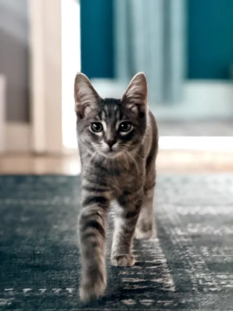 suki5.jpg