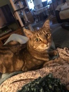 Lincoln - Very Shy Kitty Looking for a Cat Whisperer