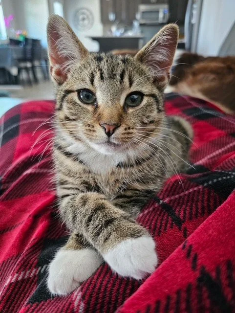 Nico - Adorable, Playful, Clever, AND Affectionate
