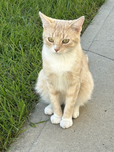 tigar.png