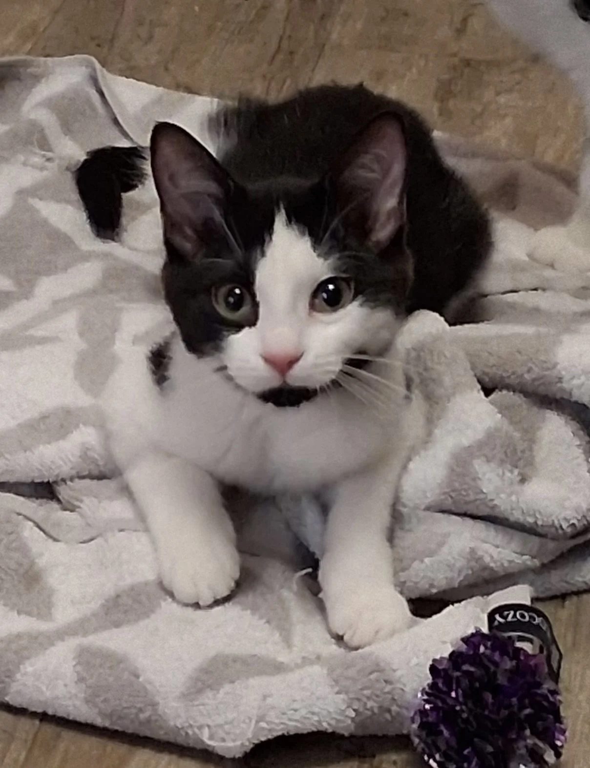 Sassy - Confident and Mischievous