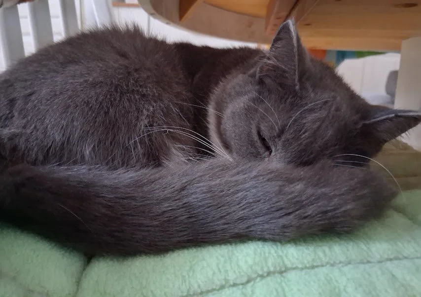 Lila.jpg