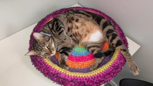 Goose - Super Affectionate and Smart