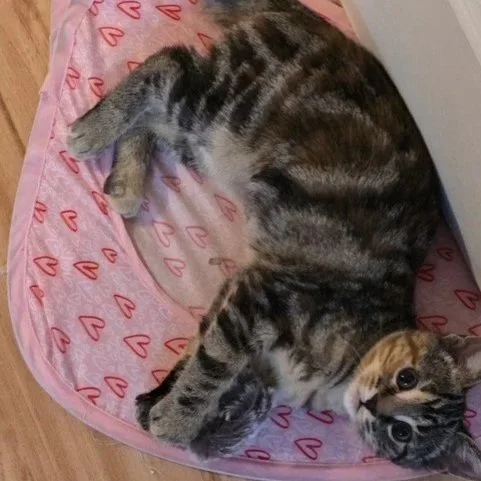 mochi5.jpg