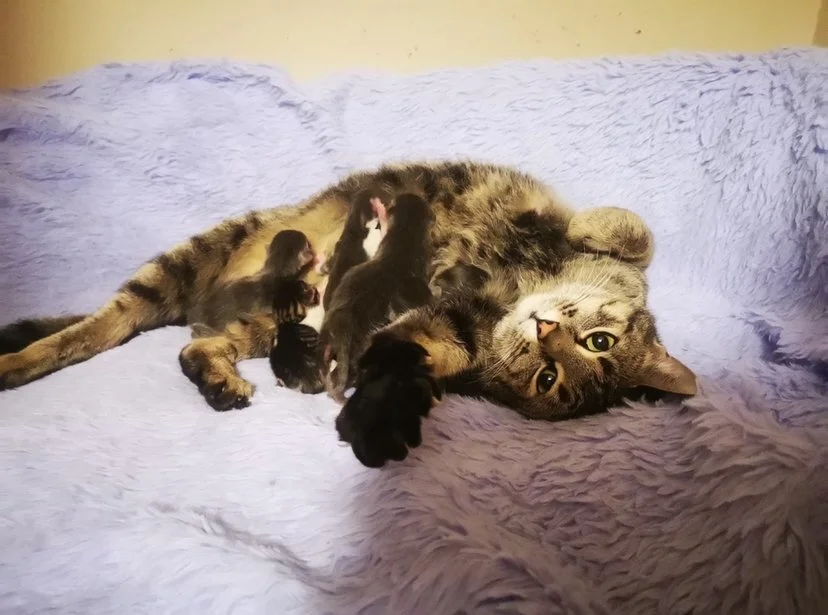 Our First Little Feline Family of 2022