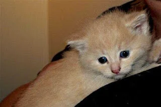 Lonely kitten needing home