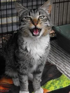 Young Cat Defies Odds!