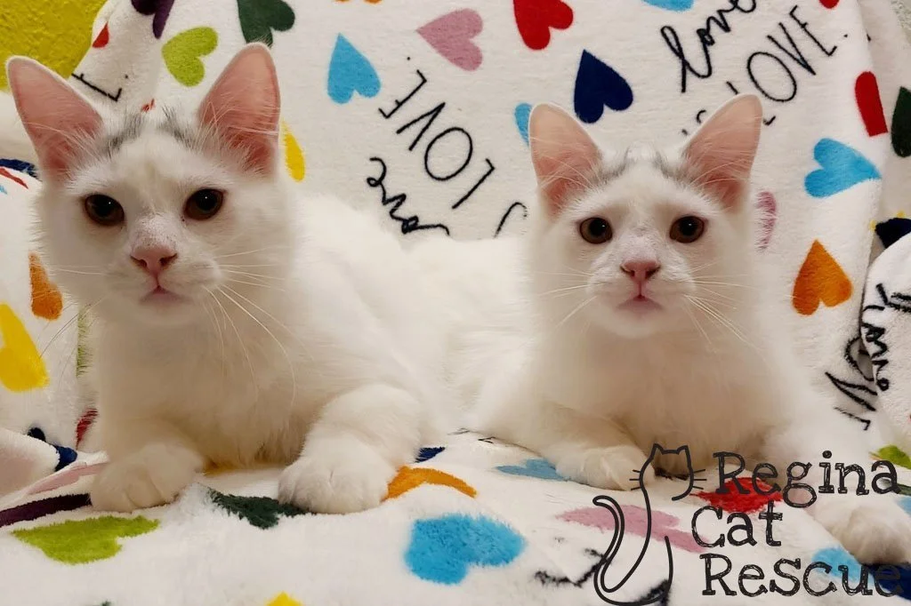 Ferris &amp; Bueller