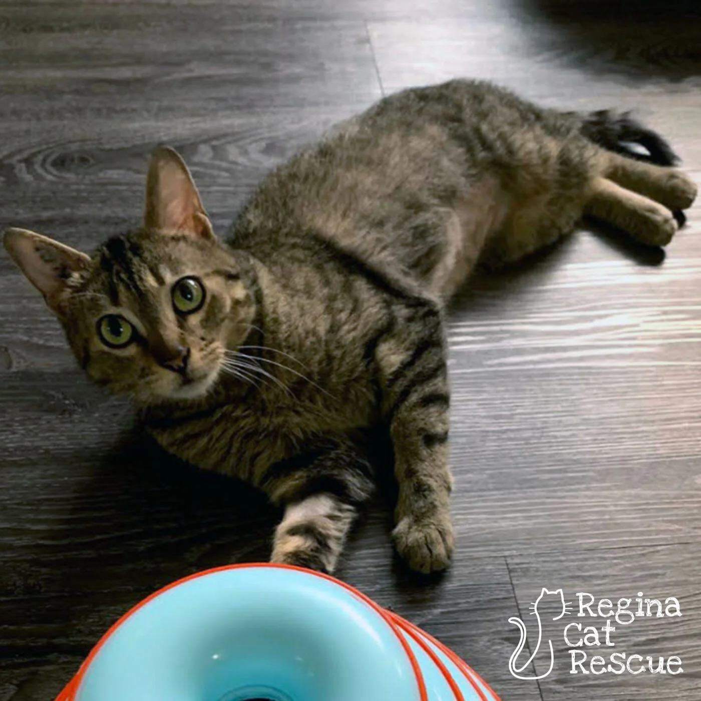 Jasmine — Regina Cat Rescue