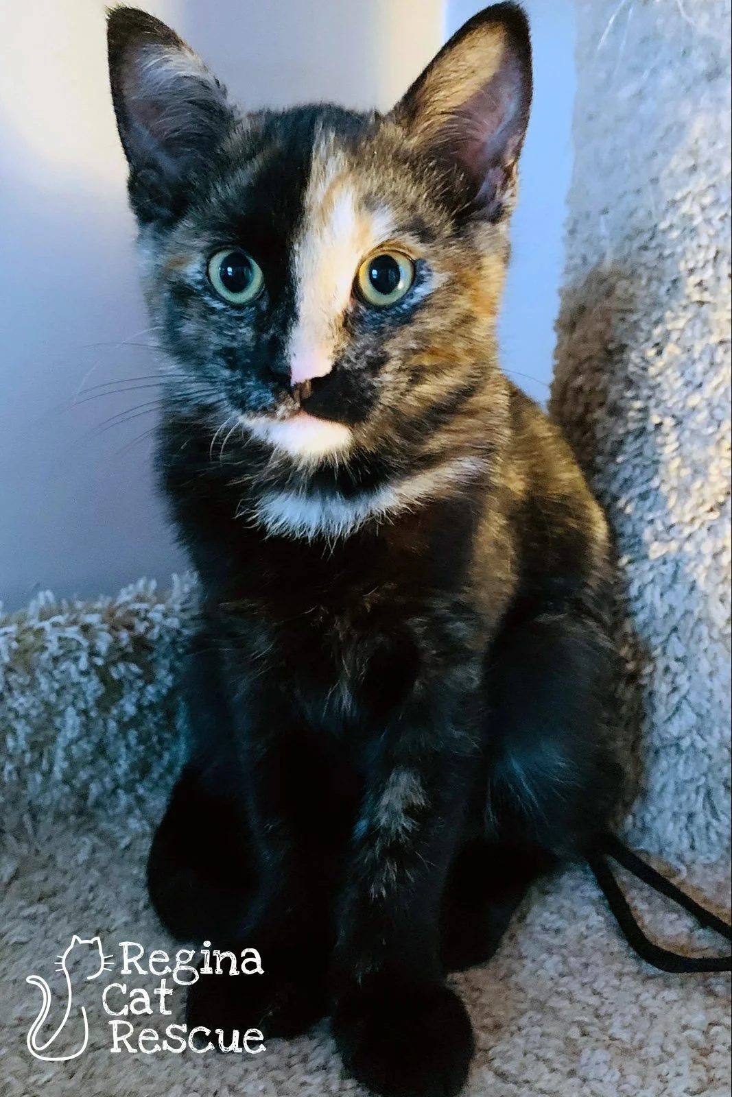 Paisley