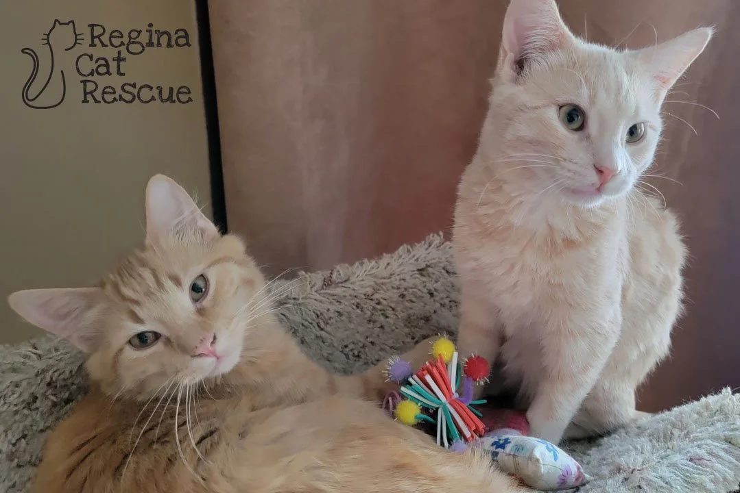 Dorito &amp; Bailey