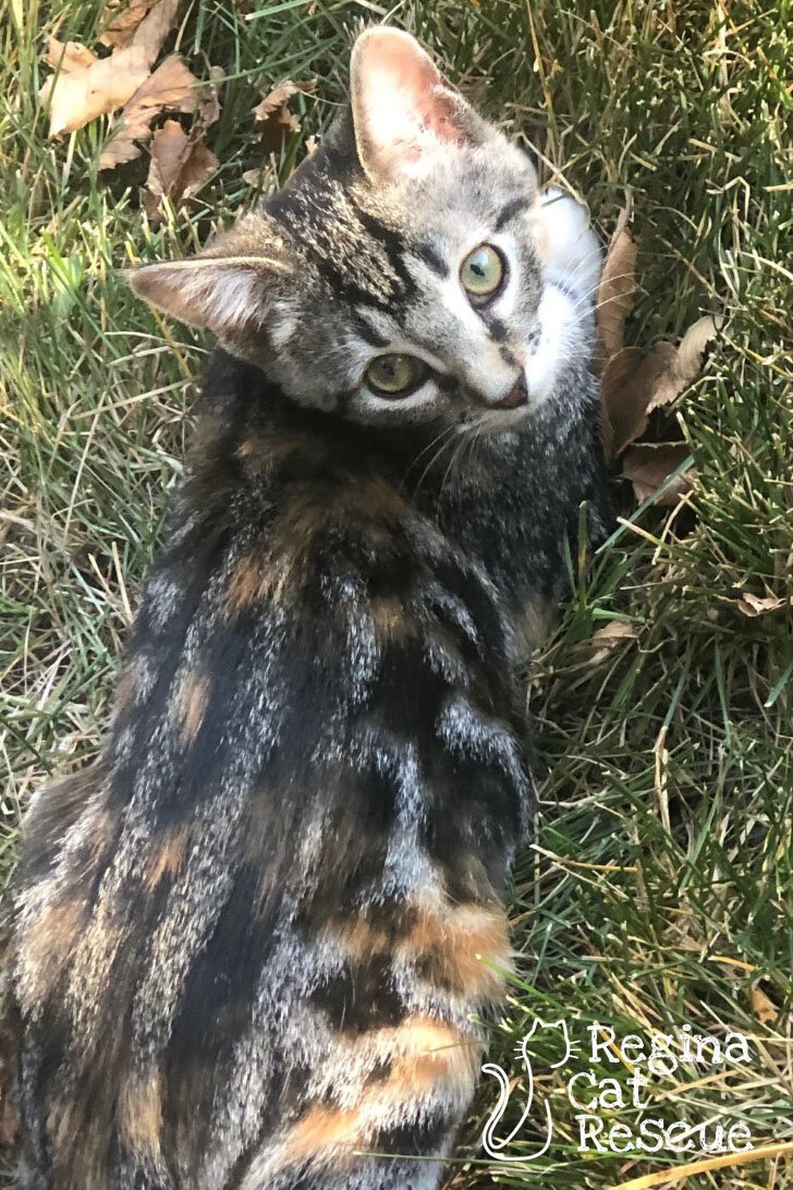 Savannah