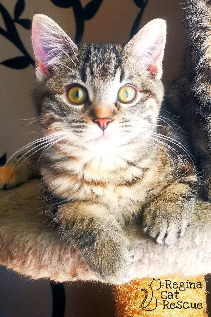 Penelope