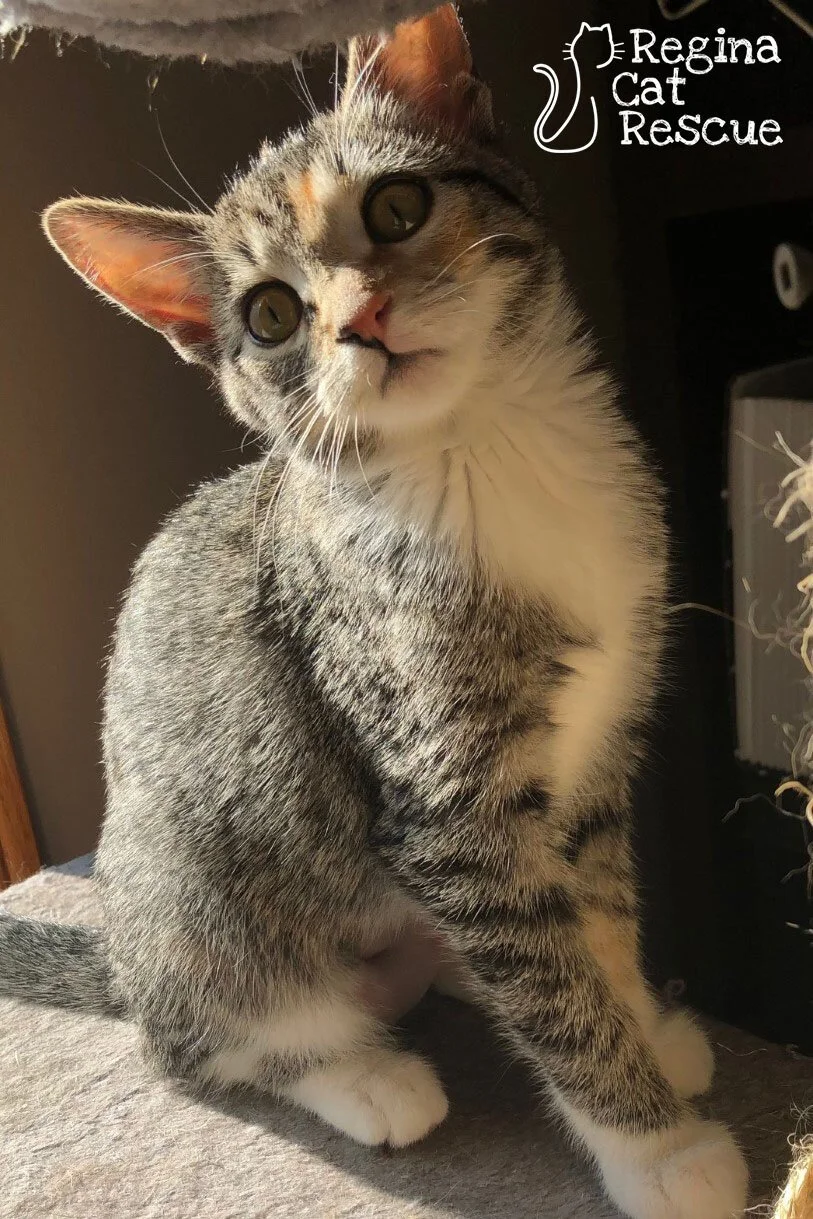 Sahara