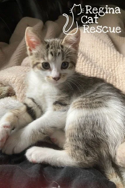 Cheyenne