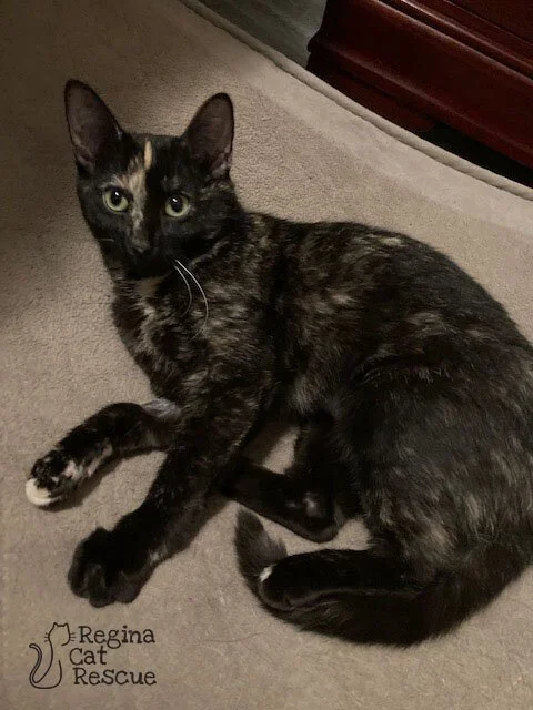 Tammy