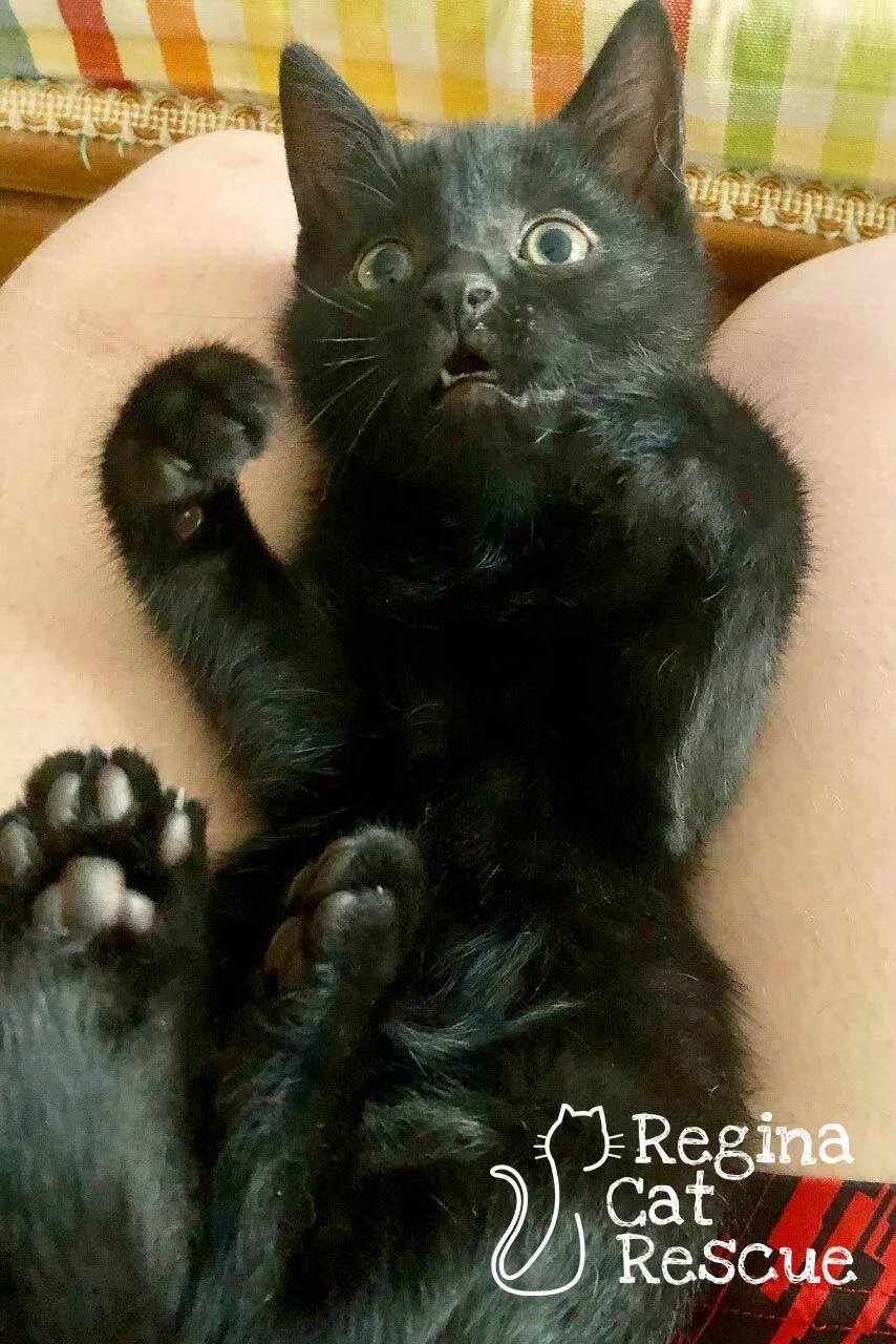 Lev