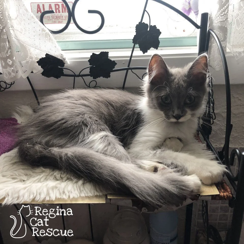Kit